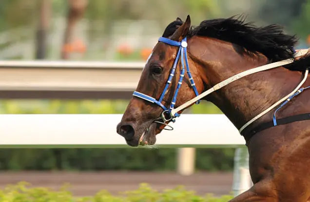 Tvati Equine